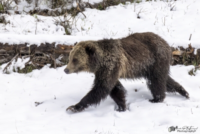 Grizzly Jam in Pelican Valley YNP 2025